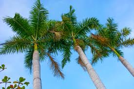 Coconut Palm Tree Information