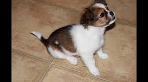 Shih tzu chihuahua mix puppies. Shih Tzu Chihuahua Smiling Puppy Smart Easy To Train Dog Youtube