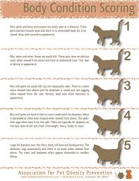 How To Tell If Your Cat Is A Healthy Weight Healthy Pets