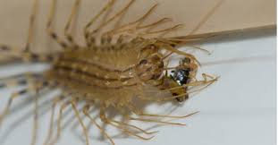 House Centipede Bites Cause For
