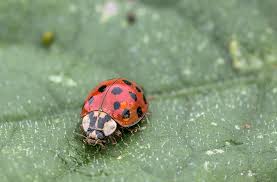Ladybug Life Cycle Identify Im