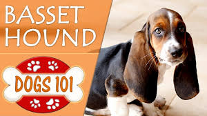 Long haired basset hound (hutch). Dogs 101 Basset Hound Top Dog Facts About The Basset Hound Youtube