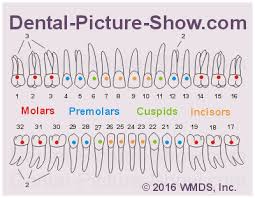 How Many Roots And Root Canals Do Teeth Have Tables Charts