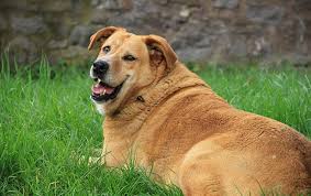 Сухой корм для собак royal canin gastro intestinal low fat. Fat Dog Names 135 Ideas For Plump Pups My Dog S Name