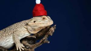 bearded dragon care the ultimate guide
