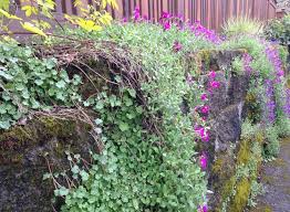 cascading perennials portland nursery