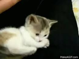 See more ideas about kittens, kittens cutest, cute cats. Small Cute Kitten On Make A Gif