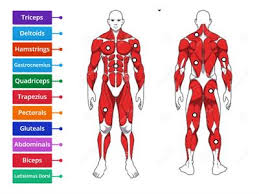 Home » unlabelled » name of muscles : Muscles Teaching Resources