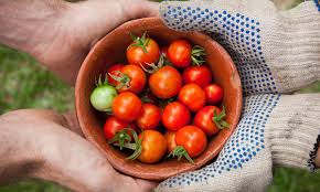 what is the best soil for tomato plants