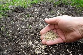 plant gr seed on hard dirt