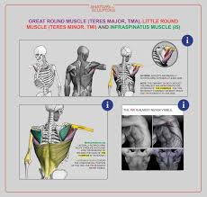 For more anatomy content please follow us and visit our website: Anatomy For Sculptors Back Muscles