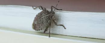 identifying stink bugs and how to