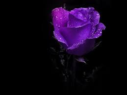 Beautiful roses, Purple flowers