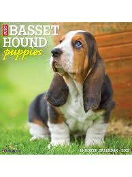 The approach to select newborn basset hound puppies can sometimes be flawed because of a variety of reasons. Willow Creek Calendar Basset Hound Puppies Office Depot