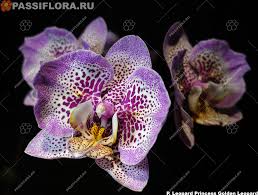 Орхидея Голден Леопард: описание, характеристики, посадка и выращивание, отзывы