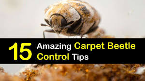 controlling a carpet beetle infestation