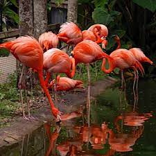 flamingo gardens admission tickets