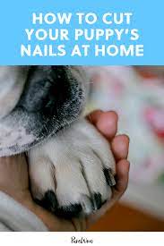 how to cut your puppy s nails