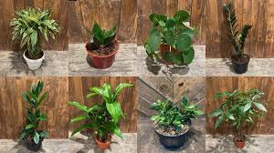 Lucky Plants From Green Centrale