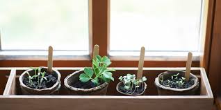 Grow Vegetables And Herbs Indoors
