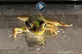 sunlive papamoa frog invasion the