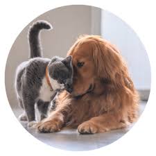 Download the new mobile pet grooming app for dogs and cats. Mobile Pet Grooming Miami Dog Grooming Miami Pet Grooming Near Me