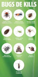 7 basement bugs ideas bugs pest