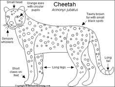 10 Best Cheetah Facts Images Cheetah Cheetahs Animal Facts