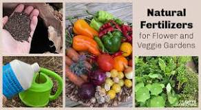 What are some examples of natural fertilizers?