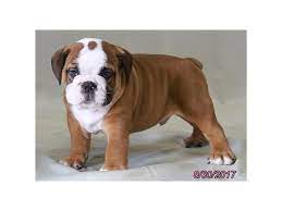A part of the reason the price is so high is that. Victorian Bulldog Puppies Petland Carriage Place