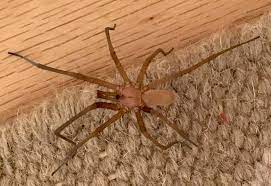 Maybe you would like to learn more about one of these? Male Southern House Spider Not Brown Recluse Spider What S That Bug
