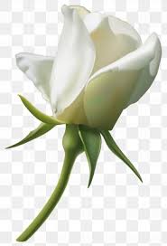 white rose transpa png
