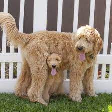 The goldendoodle gained popularity in the 1990's, and breeders soon began developing a smaller goldendoodles by introducing the mini. Goldendoodle Puppies For Sale Available In Phoenix Tucson Az