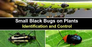 Small Black Bugs On Plants With