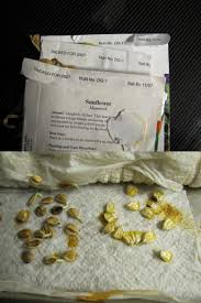 This 9 times out of 10 is due to the seeds being old or improperly stored. For Those Who Doubt Decade Old Seeds Will Germinate Here Are The See Packets Seed Packets With Date And Germinating Seeds In The Same Picture Preppers