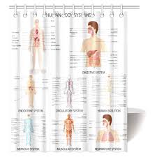 Pop Human Anatomy Shower Curtain Complete Chart Of Different Human Organ System Cell Life Medical Illustration Bathroom Decor Set 60x72 Inch