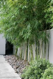 Screening is the process by which granulated ore material gets separated into different grades of for example — in a mining process, a screening plant is a type of machine used to extract ores from the. Privacy Screen Plants Privacy Screen Plants Backyard Landscaping Bamboo Landscape