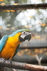 blue yellow macaw parrot perched on a