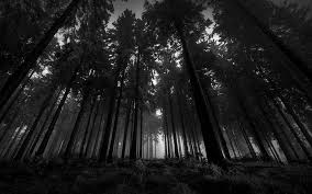 hd wallpaper bw forest trees dark hd