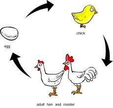 Lifecycle Of A Chicken Animals And Lifecycles Animals