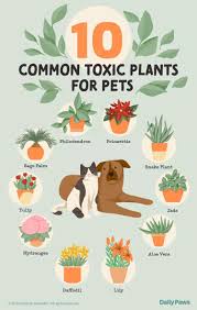 common toxic plants for your cats