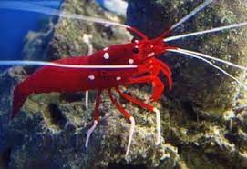 r aquarium shrimp red fire