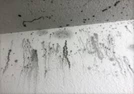 Six different ways to upgrade your basement walls. How To Remove Mold Mildew From Walls The Right Way The Mold Insider