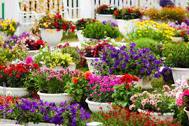 Diffe Kinds Of Garden Flowers In