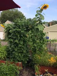 bush vs pole beans my northern garden