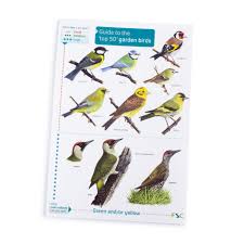 Bird Identification Chart Field Guide
