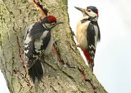 Check spelling or type a new query. Wrekin Woodpeckers Explore The Wrekin