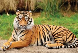 essay on the tiger in english for