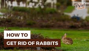 how to get rid of rabbits in your yard