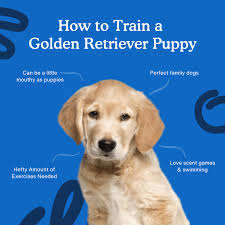 how to train a golden retriever puppy